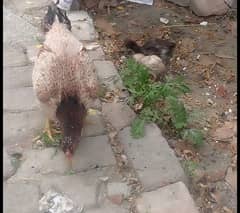 pure Mianwali aseel hen and 2chicks fr sale