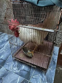 Hen for sale 0