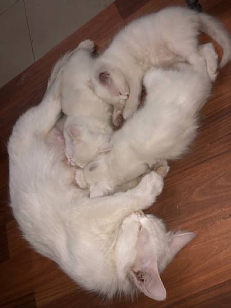 Persian Cats  (Mother, 1 elder kitten, 3 young kittens) 1