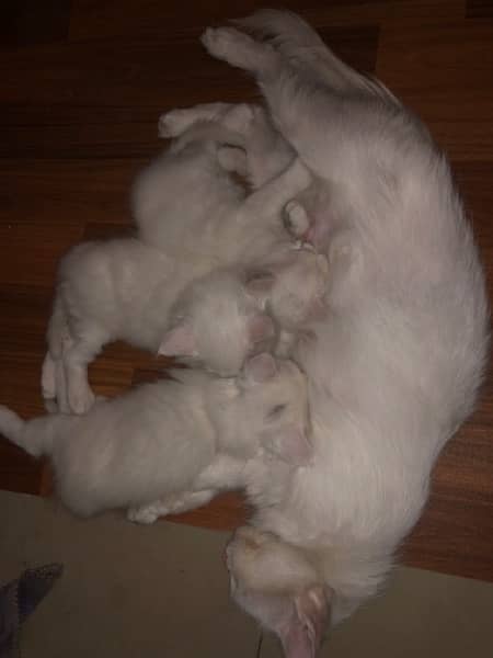 Persian Cats  (Mother, 1 elder kitten, 3 young kittens) 5