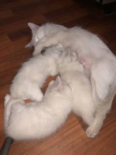 Persian Cats  (3 young kittens, 1 elder kitten, Mother)