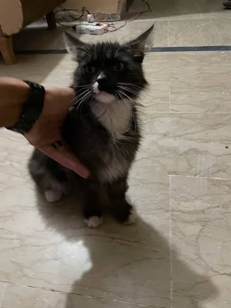 persian cat for sale 1