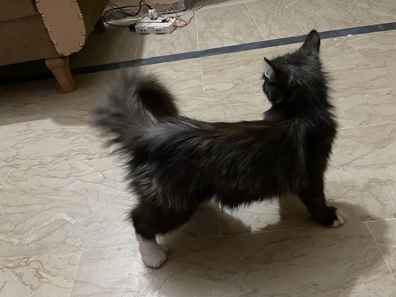 persian cat for sale 2