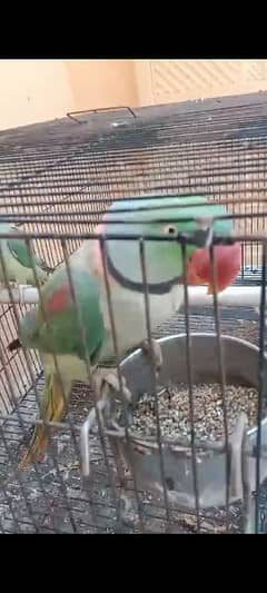 Raw Parrots Male and Female All Talking Pair