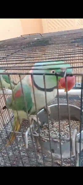 Raw Parrots Male and Female All Talking Pair 0