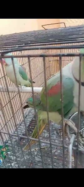 Raw Parrots Male and Female All Talking Pair 3