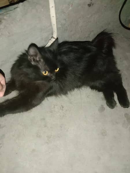 black Persian cat very beautiful 6