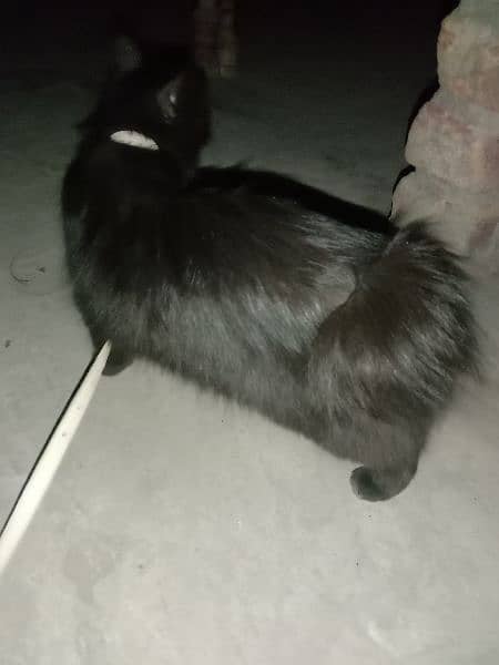 black Persian cat very beautiful 8