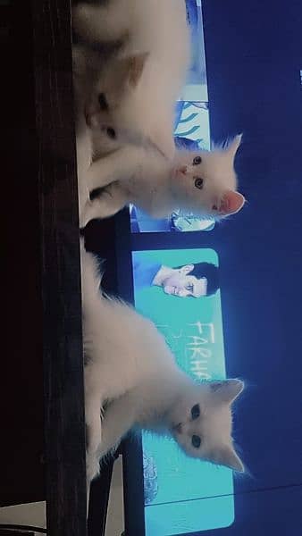 Persian Kittens 3