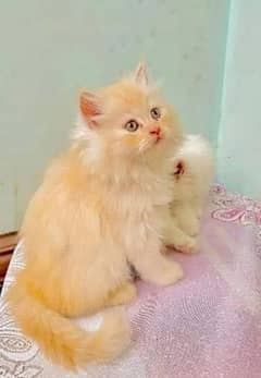 Persion kitten