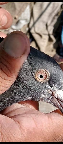 Male pigeon 6
