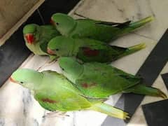 parrot chicks handtamed