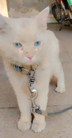Pure Persion cat
