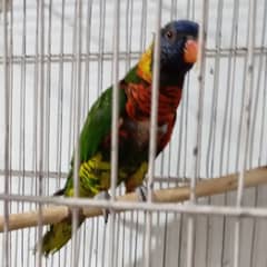 Rainbow lorikeet Parrot