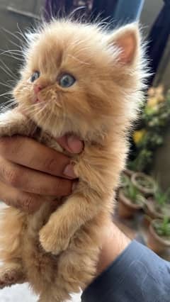 1 month baby persian kitty for sale