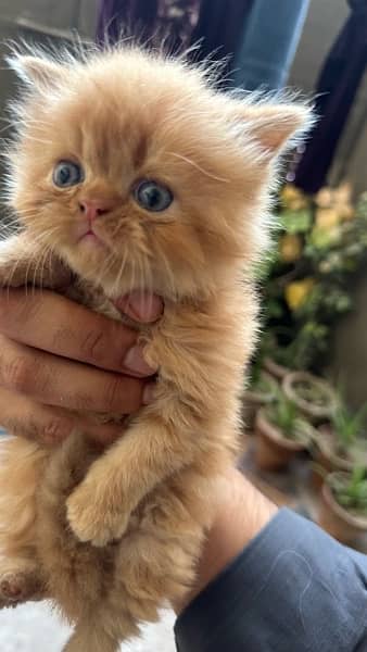 1 month baby persian kitty for sale 1