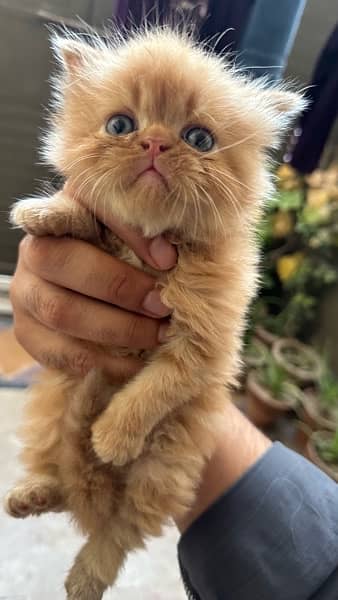 1 month baby persian kitty for sale 2