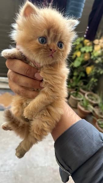 1 month baby persian kitty for sale 3