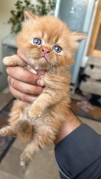 1 month baby persian kitty for sale 4