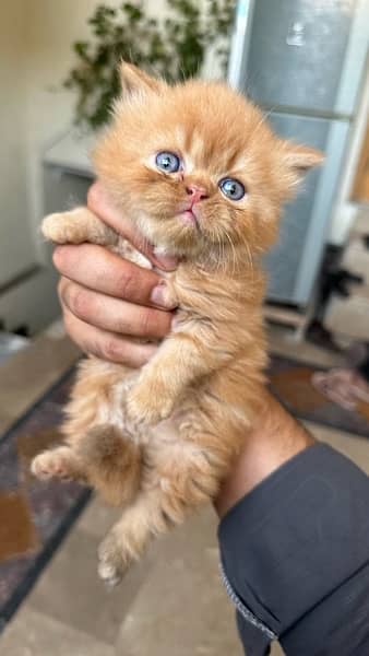 1 month baby persian kitty for sale 5