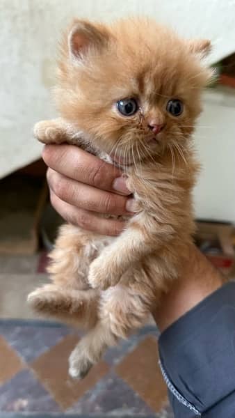1 month baby persian kitty for sale 6