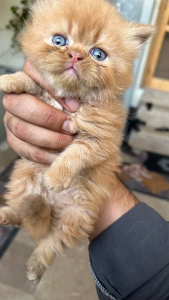 1 month baby persian kitty for sale 8