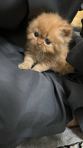 1 month baby persian kitty for sale 9