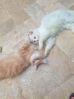 Persian cats /kittens male white and brown