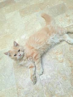 Persian cat /kitten male brown color
