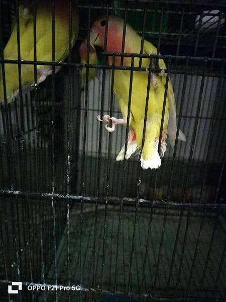 lovebirds adult pieces for sale 0