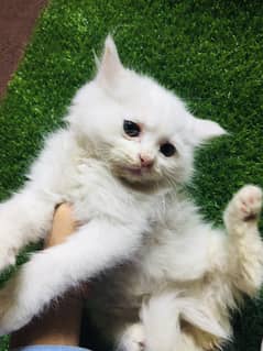 White cute kitten sale