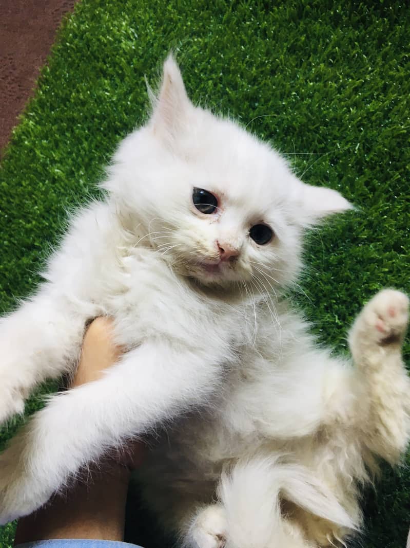 White cute kitten sale 0