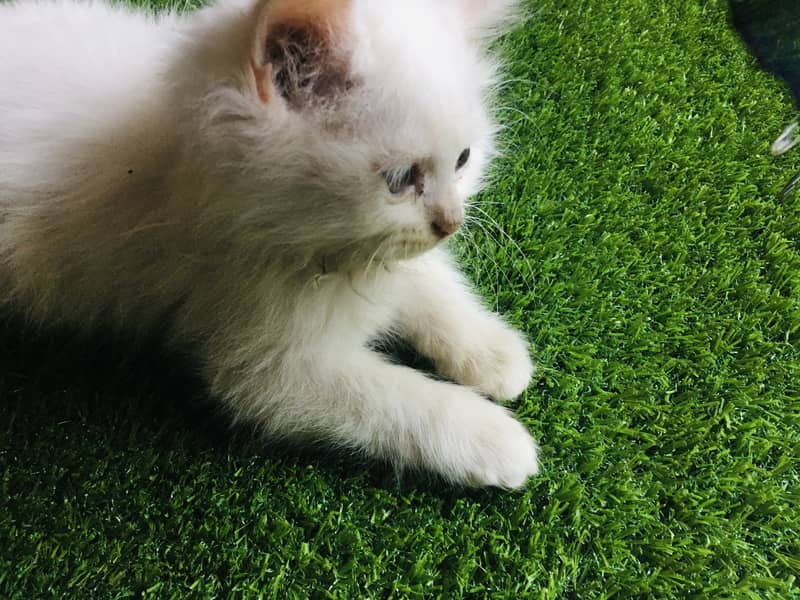 White cute kitten sale 1