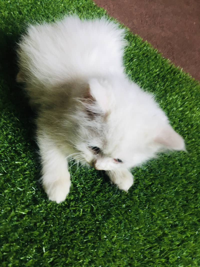 White cute kitten sale 2