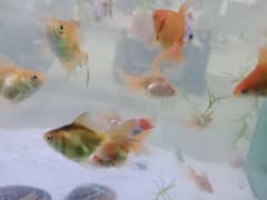Baby Goldfish