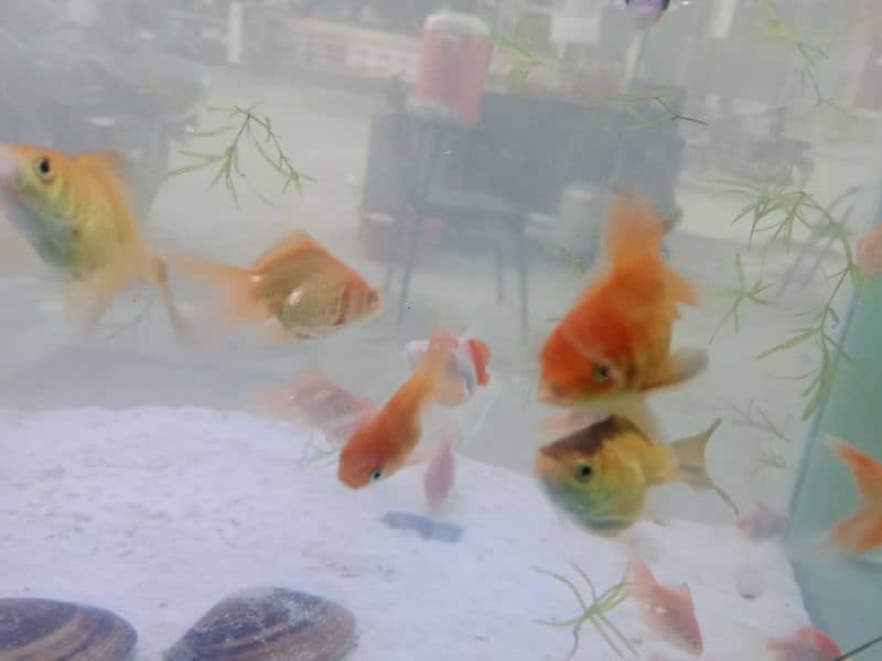Baby Goldfish 1