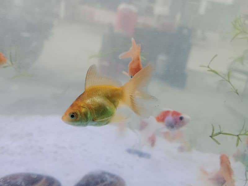 Baby Goldfish 2