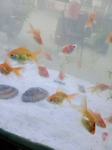 Baby Goldfish 3