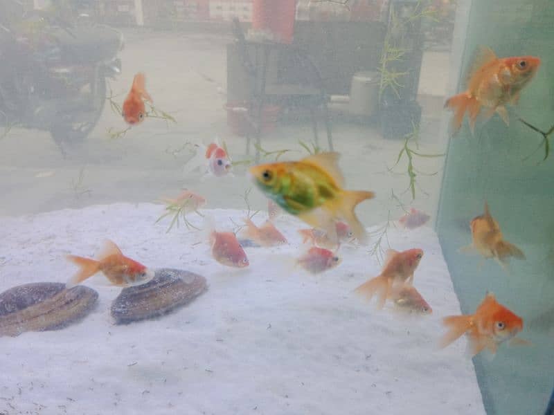 Baby Goldfish 4
