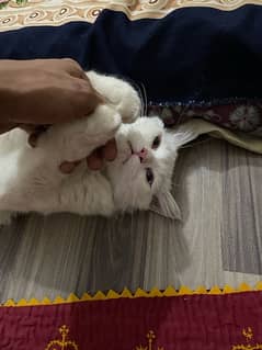 Persian Cat age 8 months full Trained