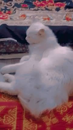 Persian cat Billa