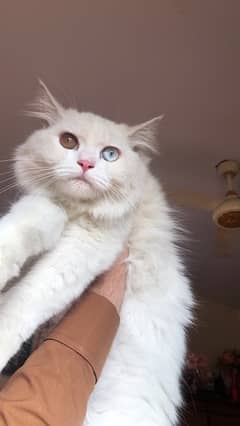Persian Cat with 2 different eye colour