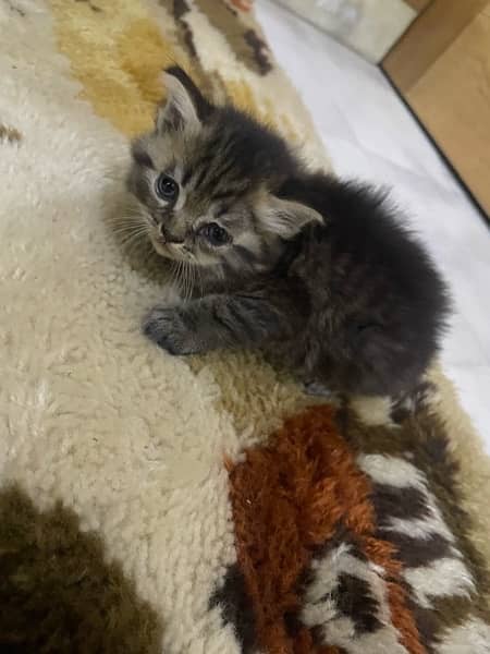 persian kitten 2