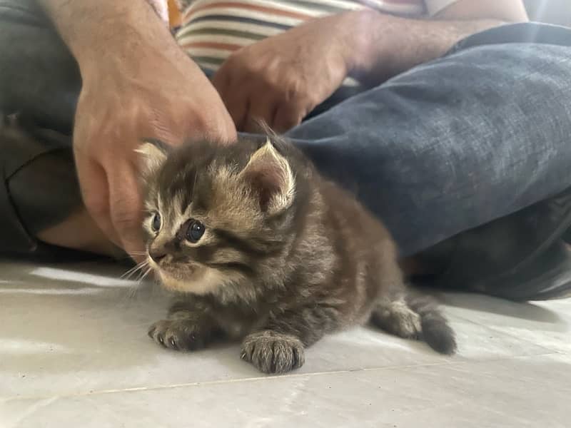 persian kitten 6