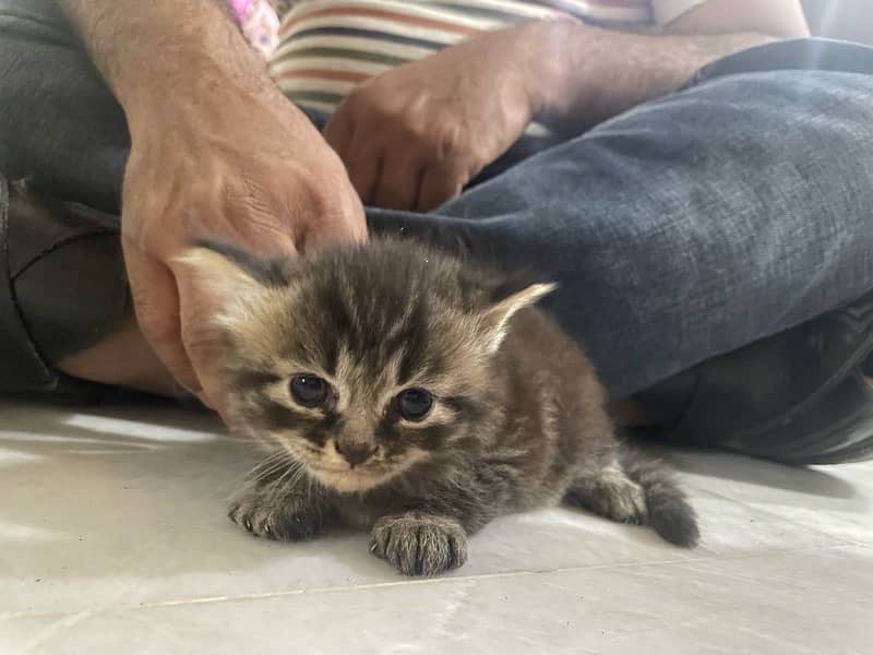 persian kitten 7