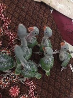 green parrot chicks