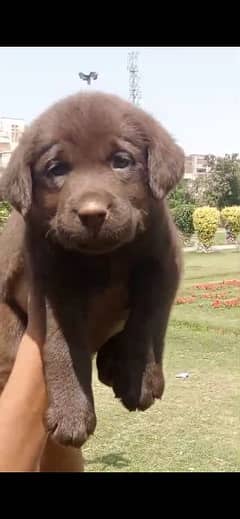 labrador chocolate female puppie 0