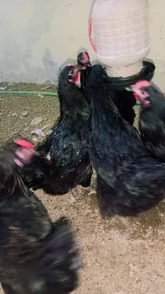 Astralobe Beard 30 hens For sale Just Ready For Egg Lays.