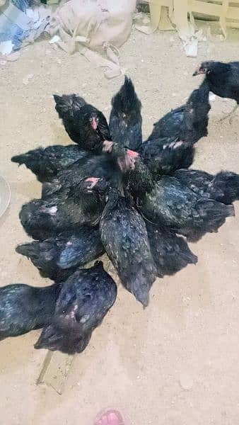 Astralobe Beard 30 hens For sale Just Ready For Egg Lays. 1