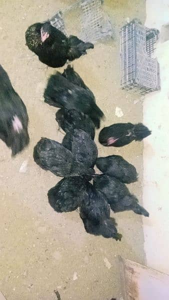 Astralobe Beard 30 hens For sale Just Ready For Egg Lays. 2